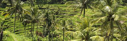 Rice Terraces - Bali (PBH4 00 16574)